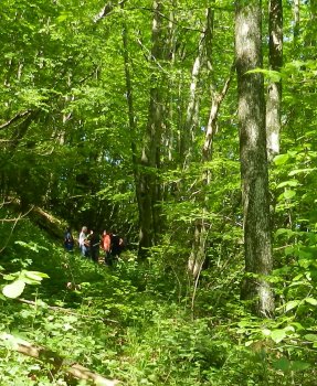 Les massifs principaux et les aménagements forestiers